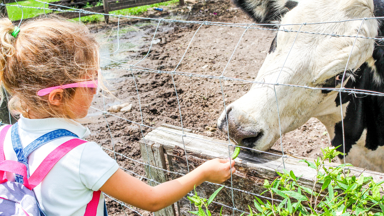 Field Trip Ideas for Preschoolers